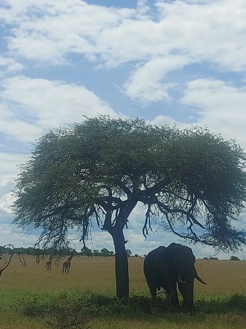 Elefante bajo una gran acacia en la llanura