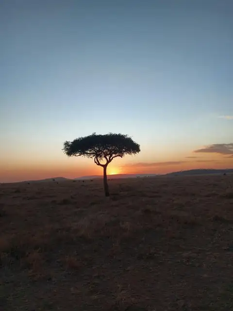 Acacia solitaria recortada en el atardecer de la sabana