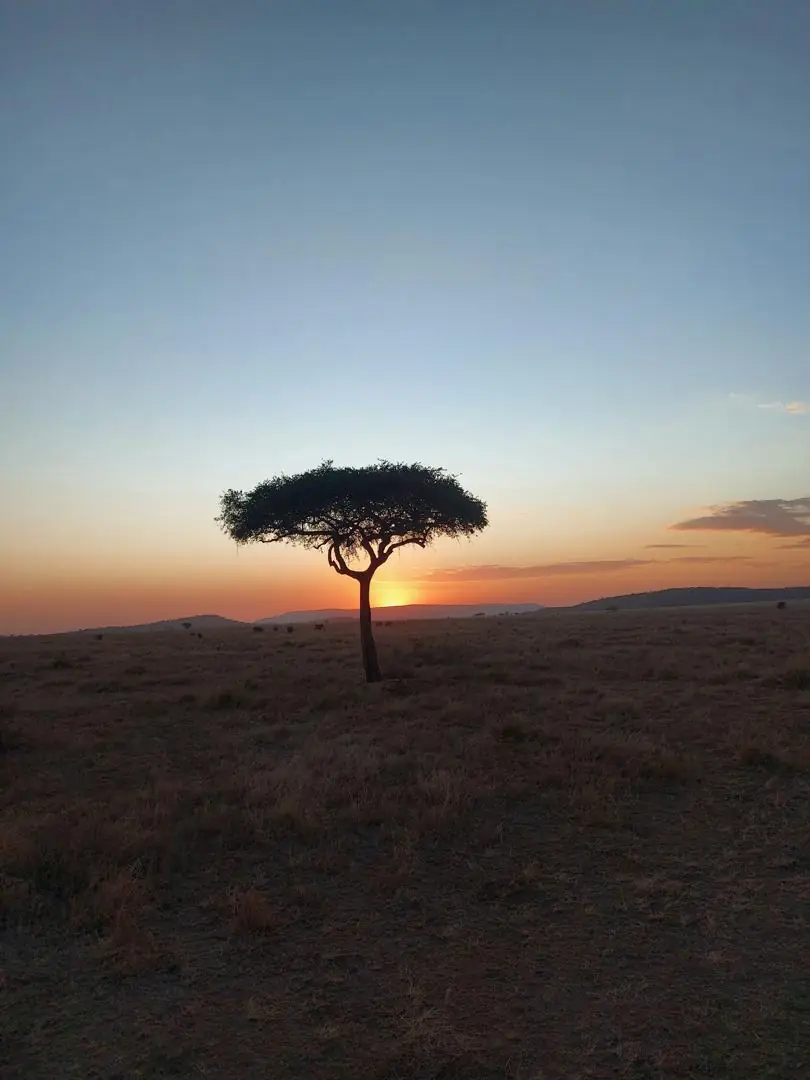 Acacia solitaria recortada en el atardecer de la sabana