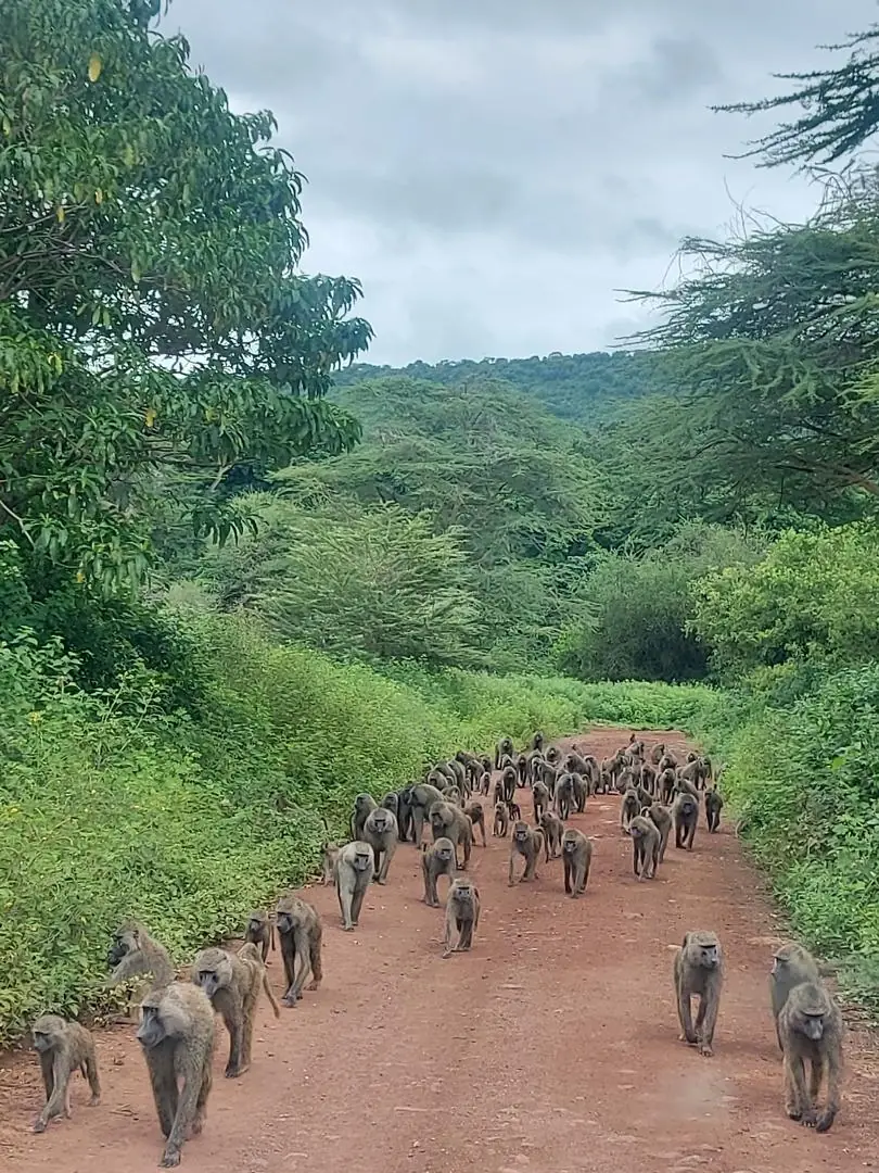 Tropa de babuinos caminando por la pista de tierra roja