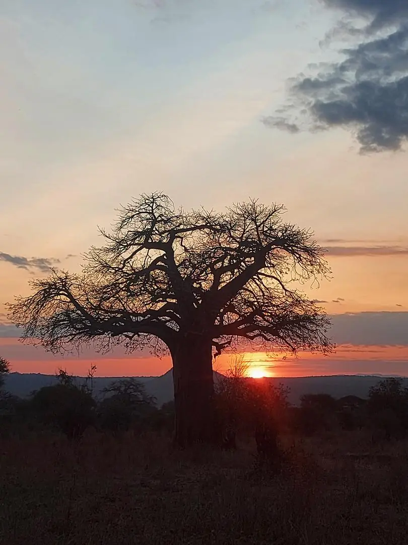 Baobab recortado contra el sol de la tarde