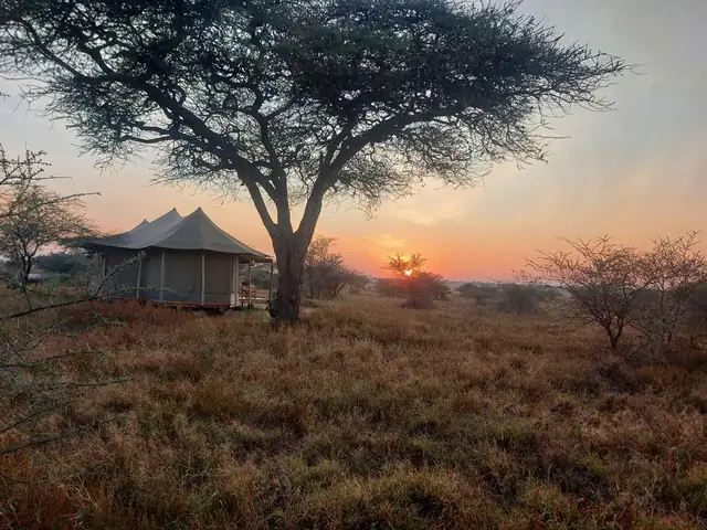 Campamento de safari junto a una acacia al atardecer