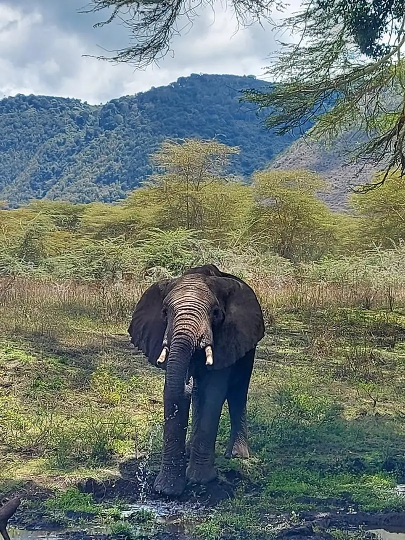 Elefante avanzando de frente en el cráter del Ngorongoro