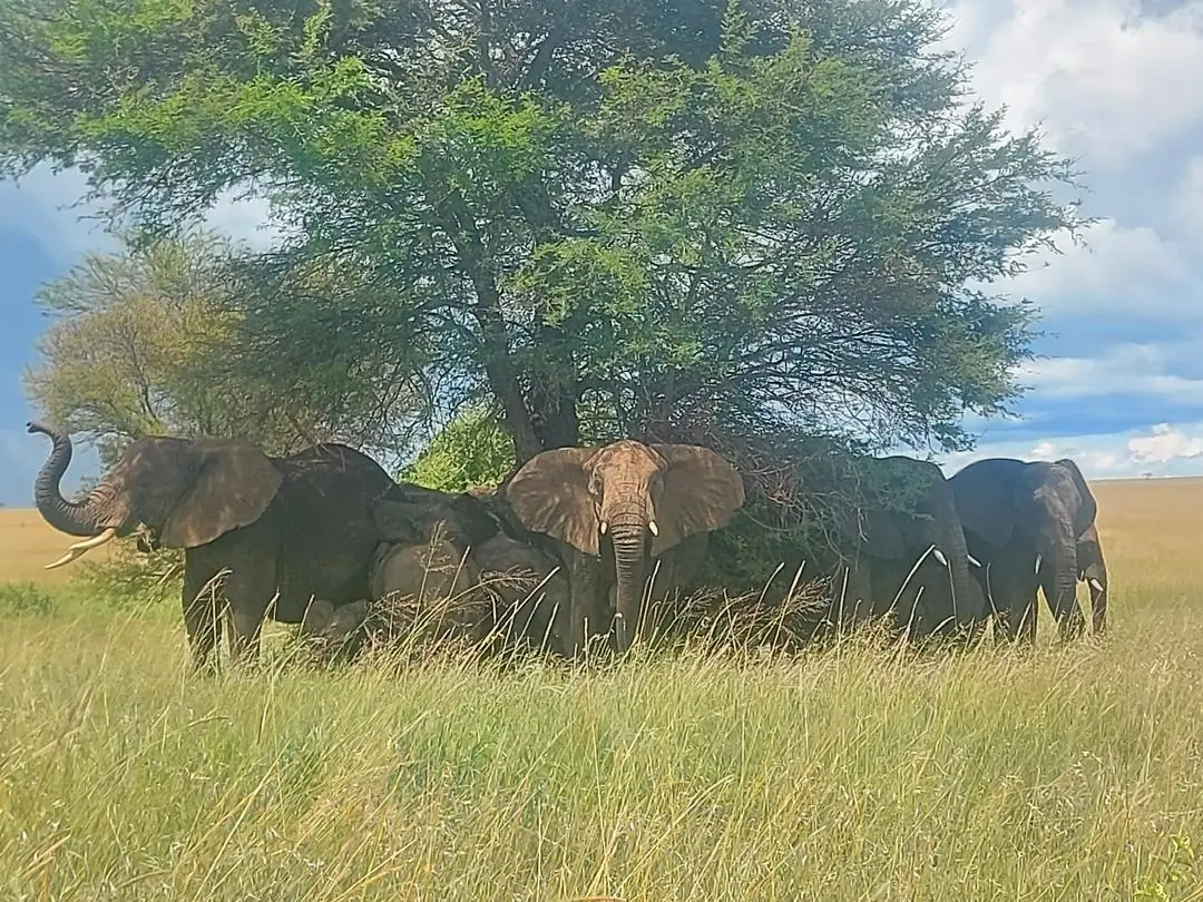 Manada de elefantes bajo una acacia en la hierba dorada