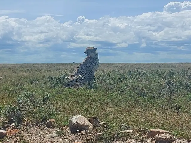 Guepardo oteando la llanura desde unas rocas