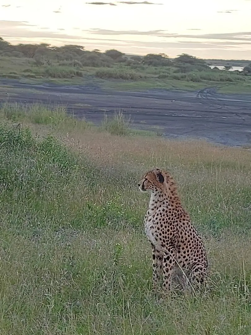 Guepardo sentado entre la hierba verde