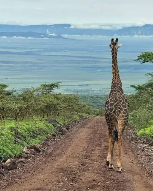 Jirafa caminando por la pista con el cráter del Ngorongoro al fondo
