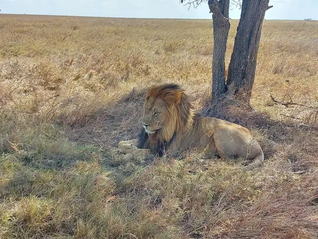 León de melena oscura descansando a la sombra