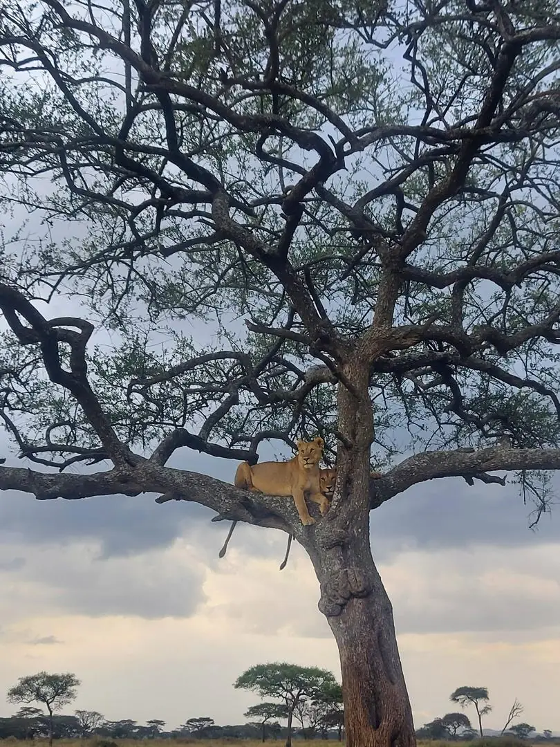 Leona descansando en un árbol bajo un cielo encapotado
