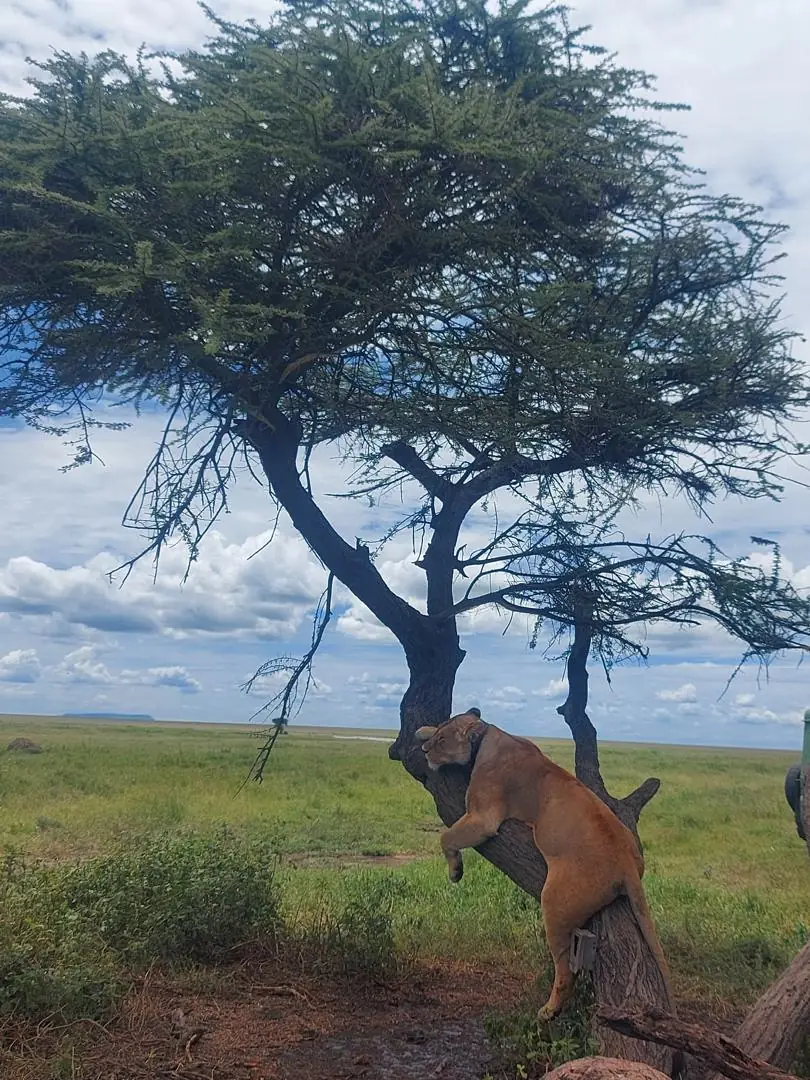 Leona trepando por el tronco de un árbol