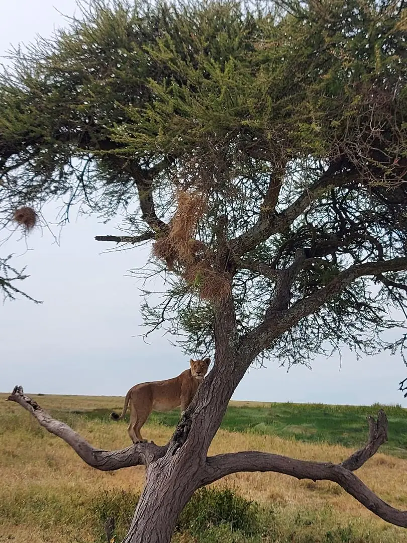 Leona subida a la rama de una acacia