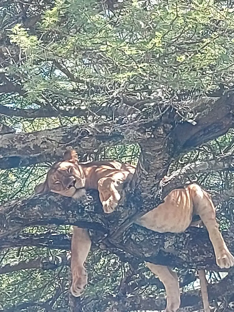 Dos leonas dormidas entre las ramas de un árbol