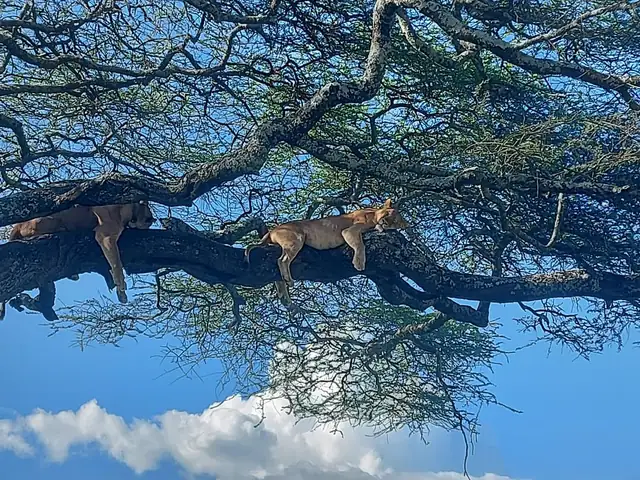 Dos leones dormidos en lo alto de un árbol recortados contra el cielo