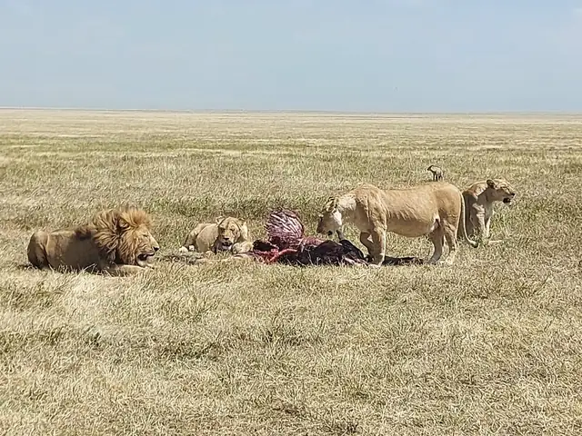 Grupo de leones con su presa en la llanura del Serengeti