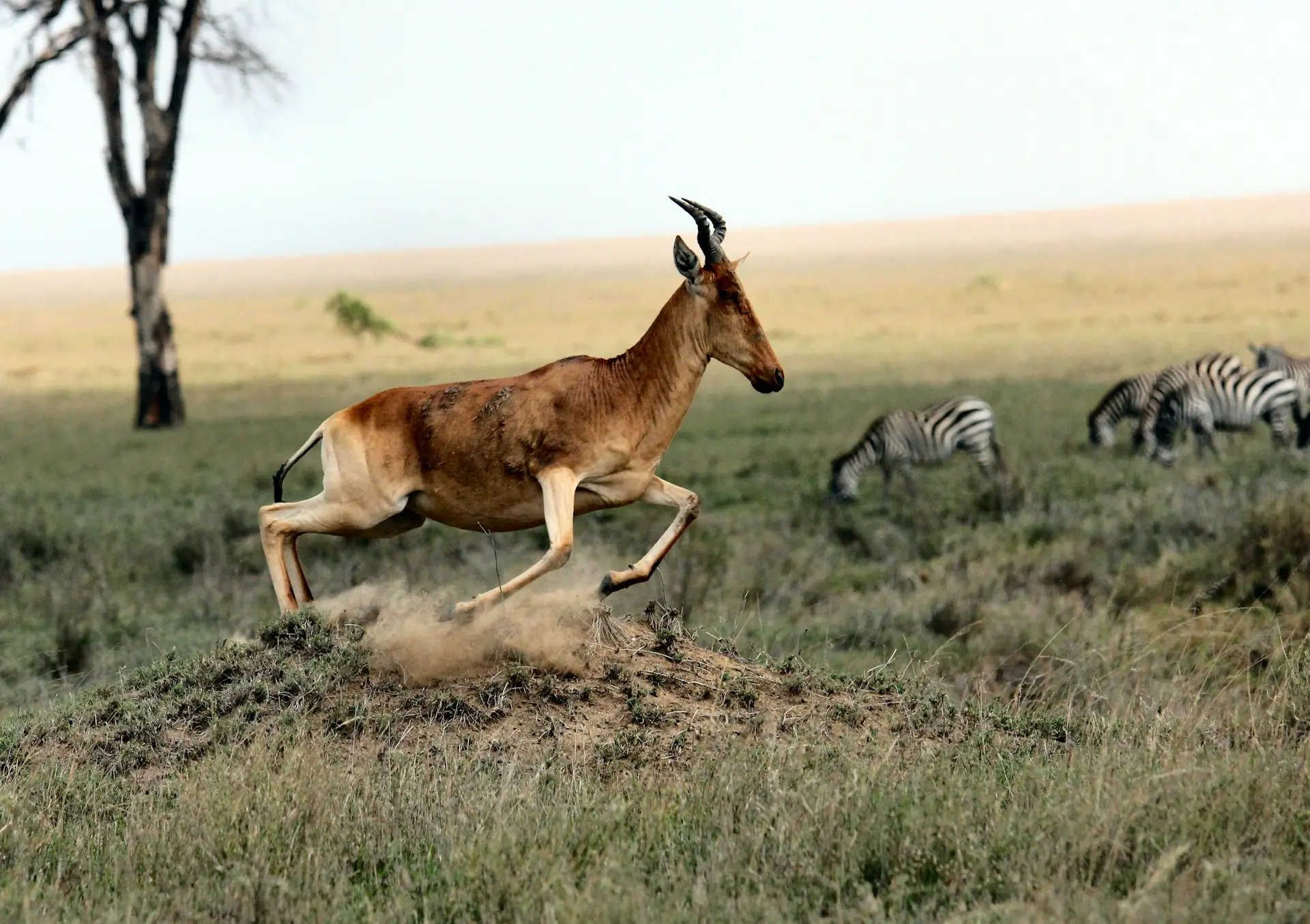 Antílope saltando con cebras pastando al fondo