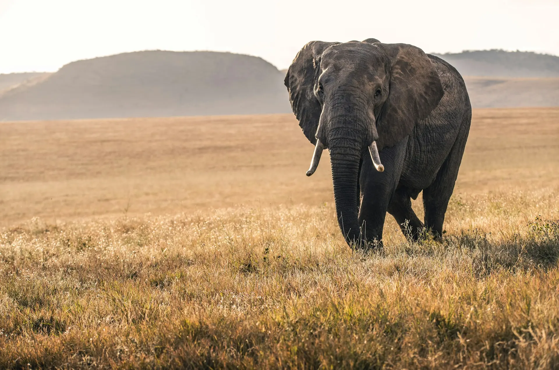 Elefante solitario en la llanura dorada con colinas al fondo