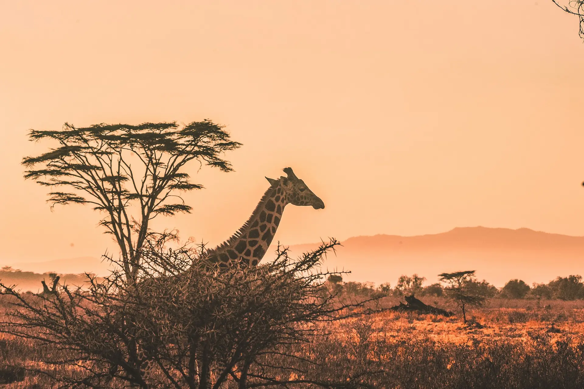 Silueta de una jirafa entre acacias al crepúsculo