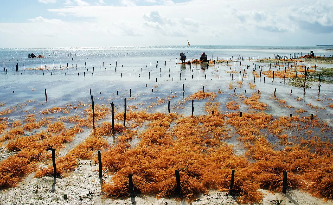 Cultivo de algas en las aguas poco profundas de la costa este de Zanzíbar