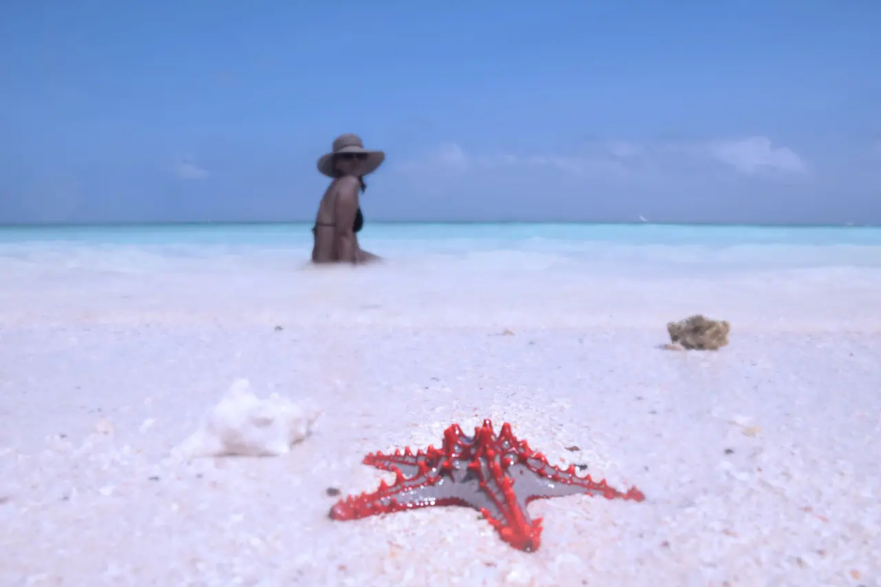 Estrella de mar en el agua transparente de una playa de Zanzíbar